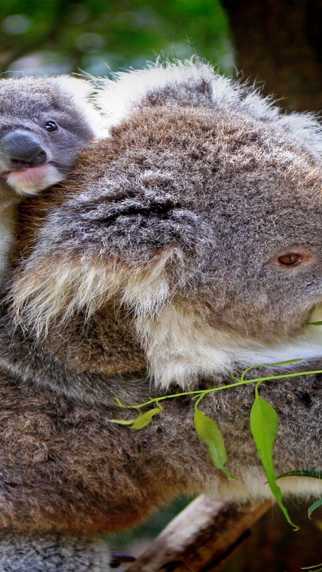 Animals, کوالا, نوزاد