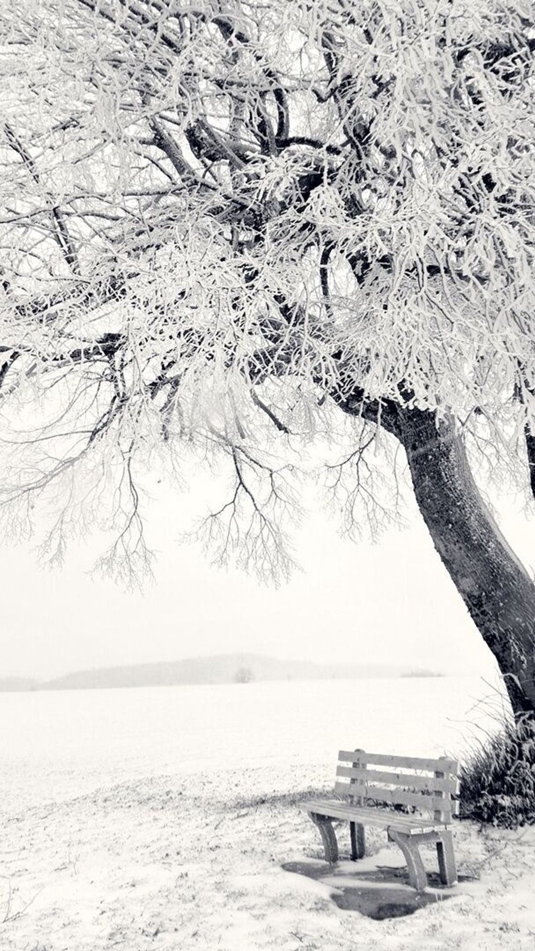 Nature, درخت, زمستان