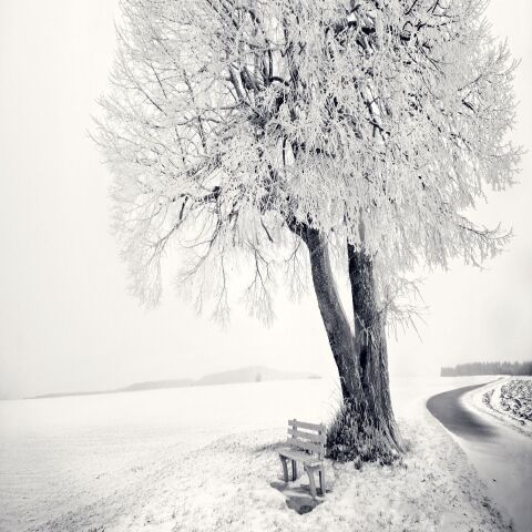 Nature, درخت, زمستان